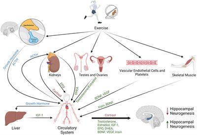 The effects of peripheral hormone responses to exercise on adult hippocampal neurogenesis